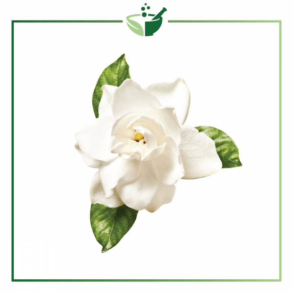 Gardenia Essential Oil Absolute-01